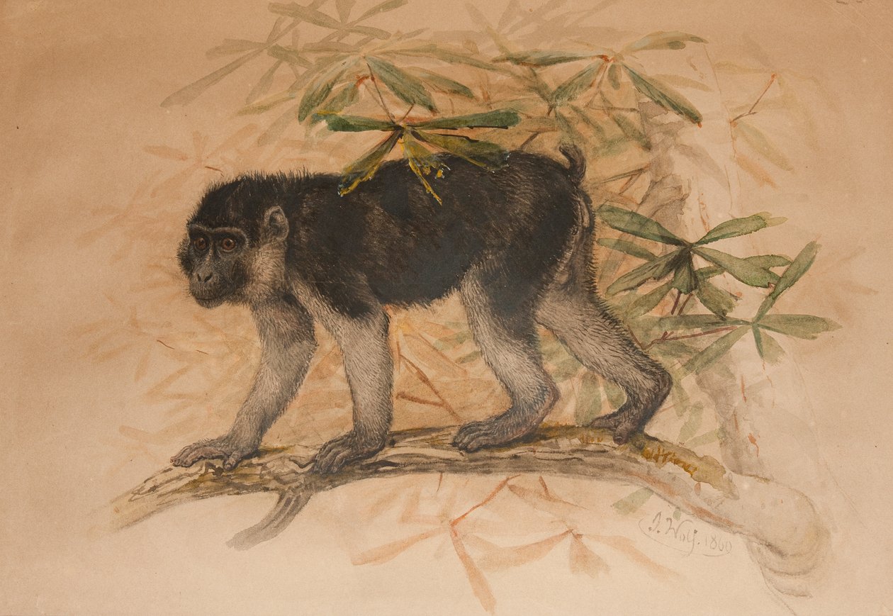 Aschschwarzer Makak (Macacus ocreatus), 1869 von Joseph Wolf