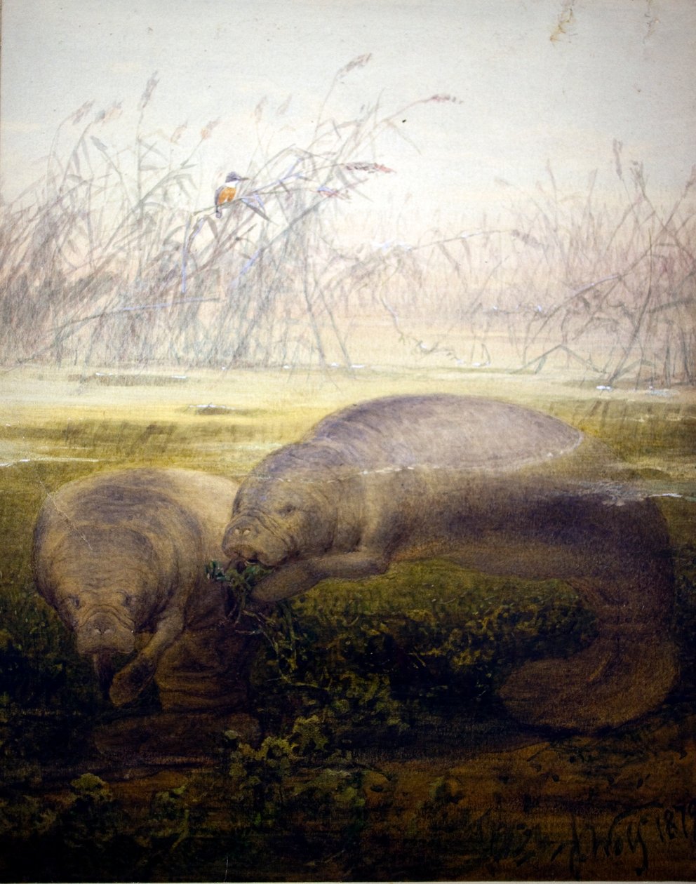 Seekuh, 1879 von Joseph Wolf