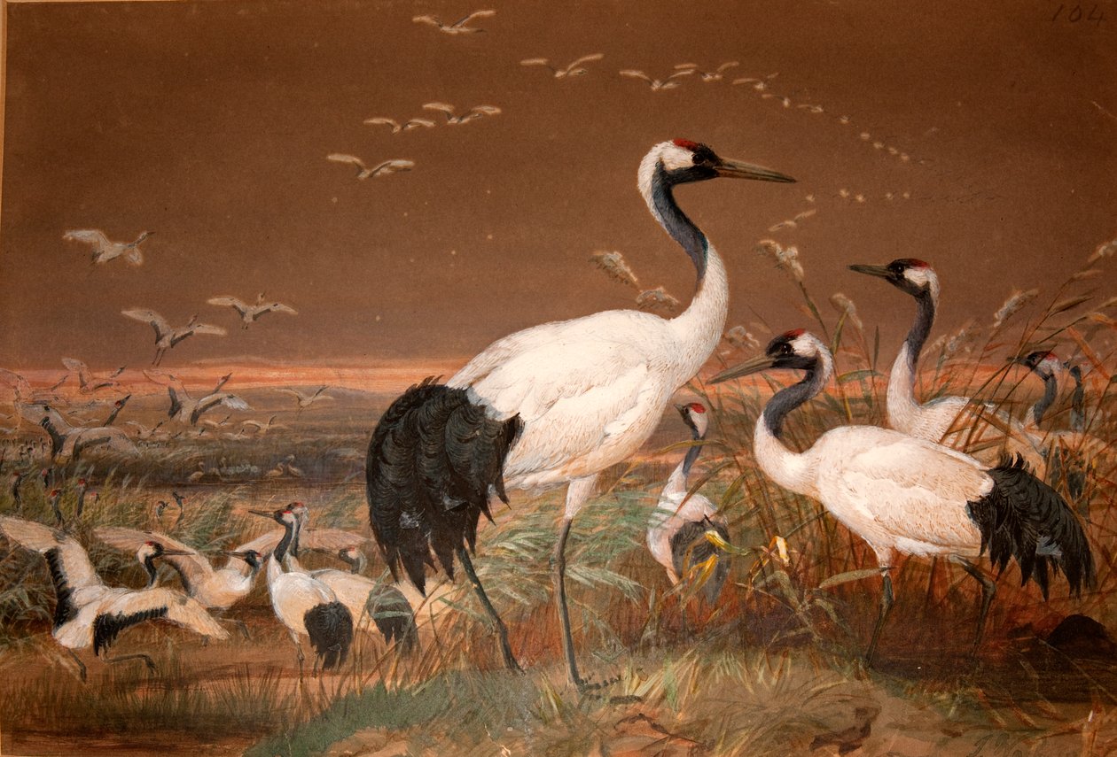 Mandschurenkranich (Grus viridirostris), um 1851-76 von Joseph Wolf