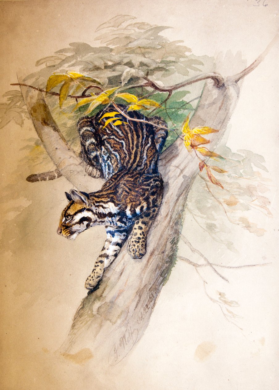 Ozelot, 1851-52 von Joseph Wolf