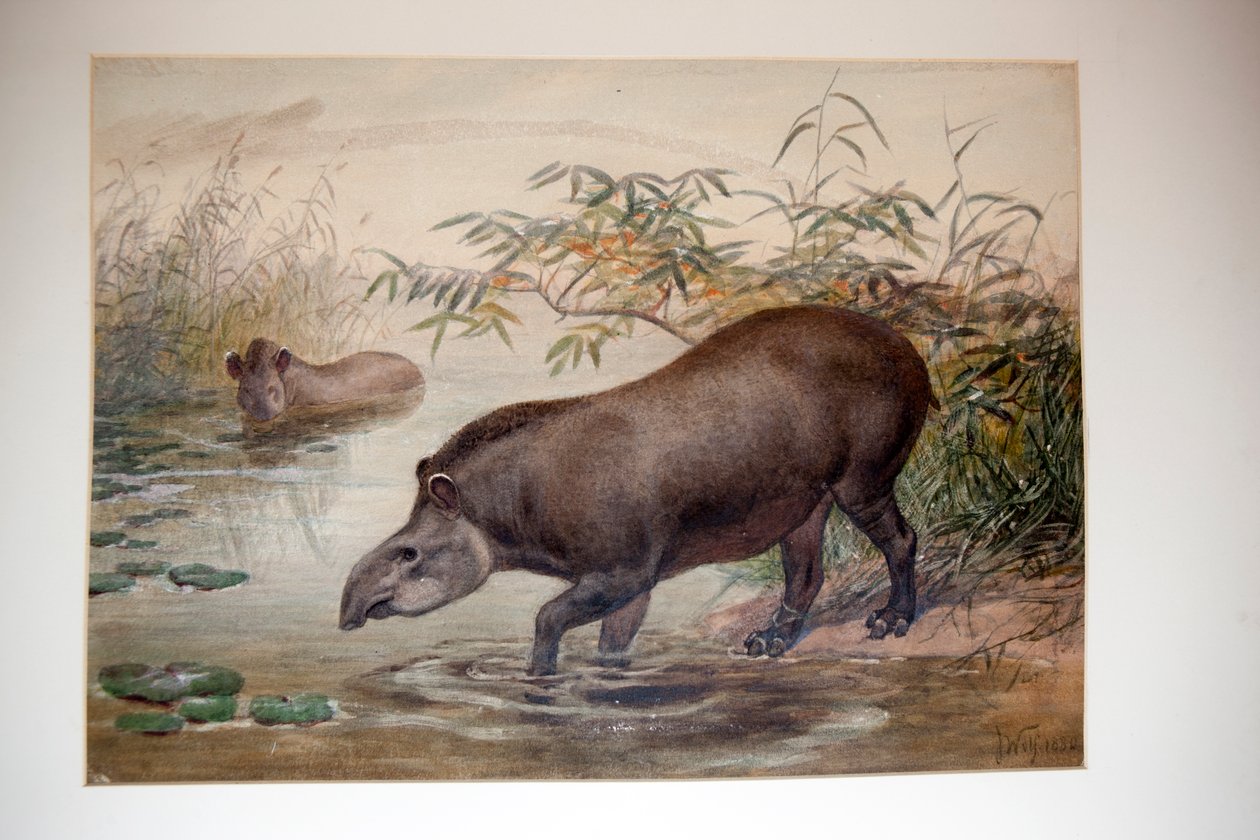 Tapir, 1880 von Joseph Wolf
