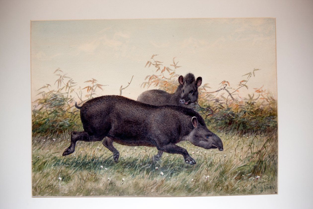 Tapir von Joseph Wolf