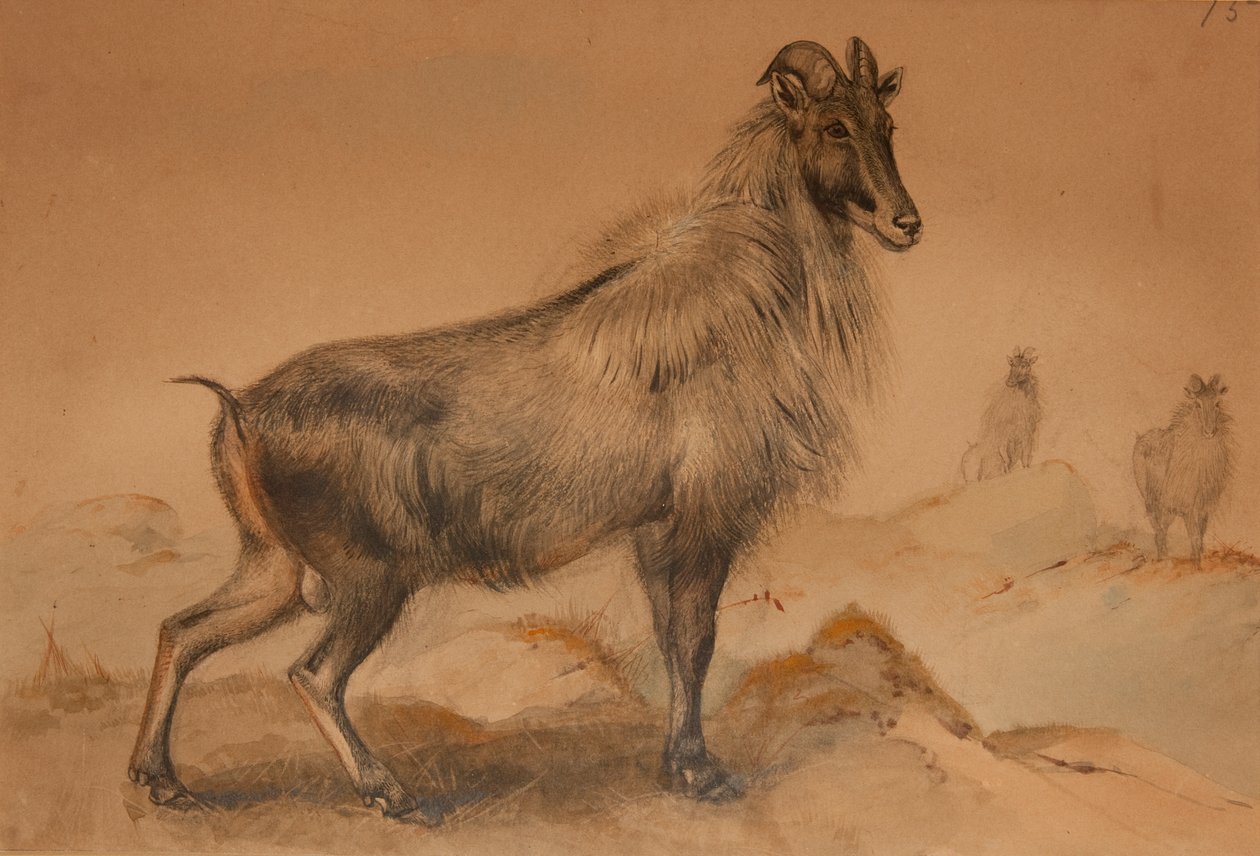 Thar von Joseph Wolf
