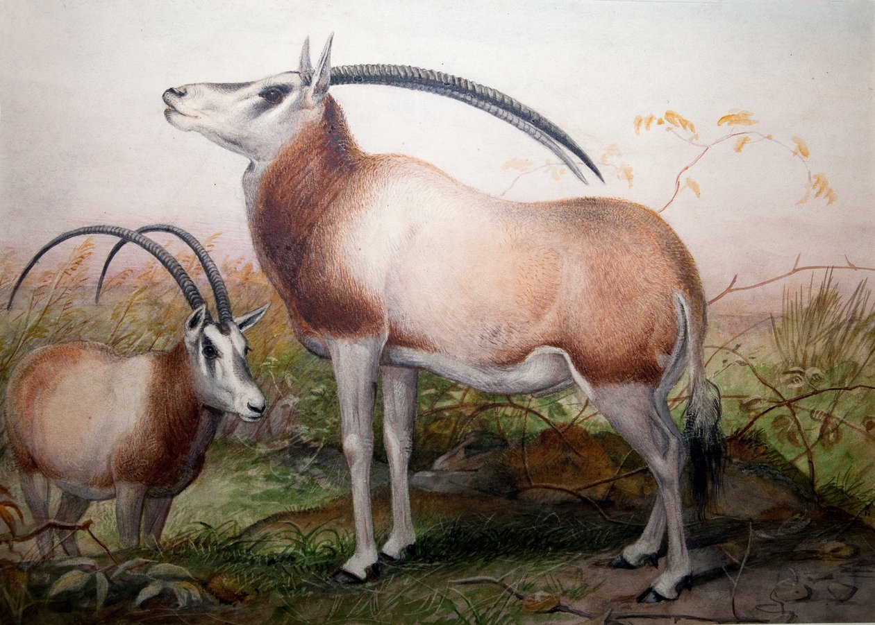 Der Leucoryx-Antilope, Oryx Leucoryx, ca. 1850 von Joseph Wolf