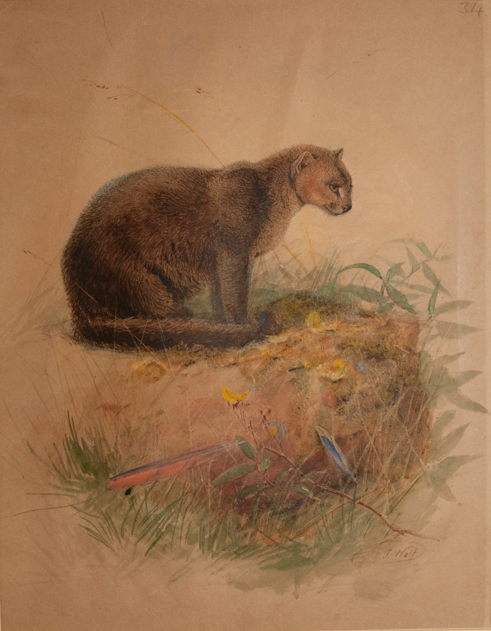 Yaguarundi-Katze (Felis yaguarundi) von Joseph Wolf