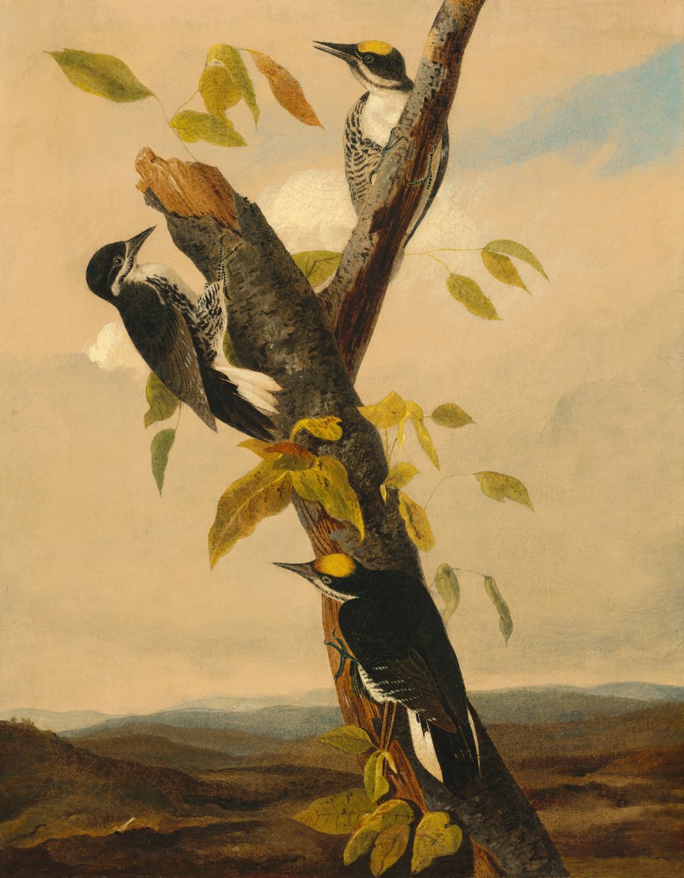 Dreizehenspecht, 1831-1833 von Joseph Bartholomew Kidd