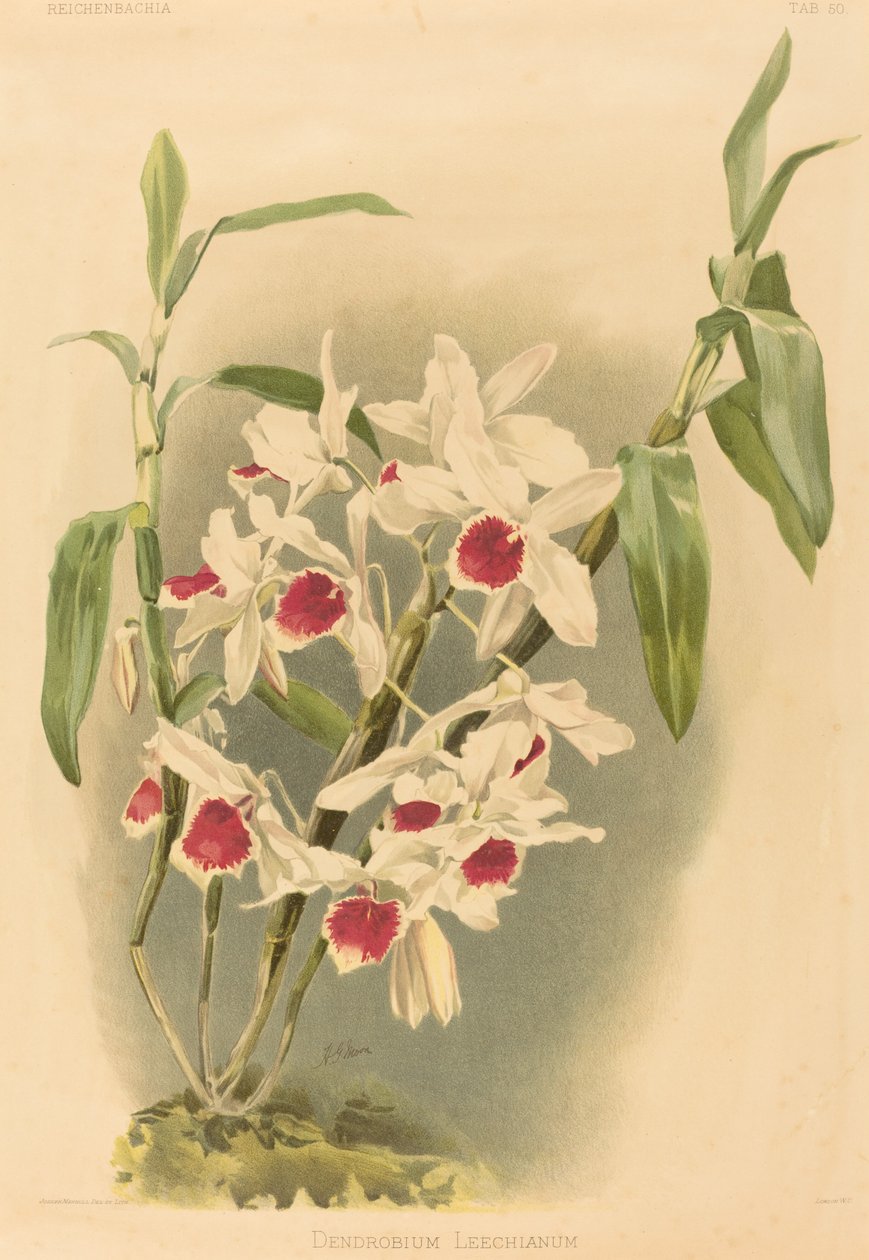 Dendrobium Leechianum von Joseph Mansell after Henry George Moon