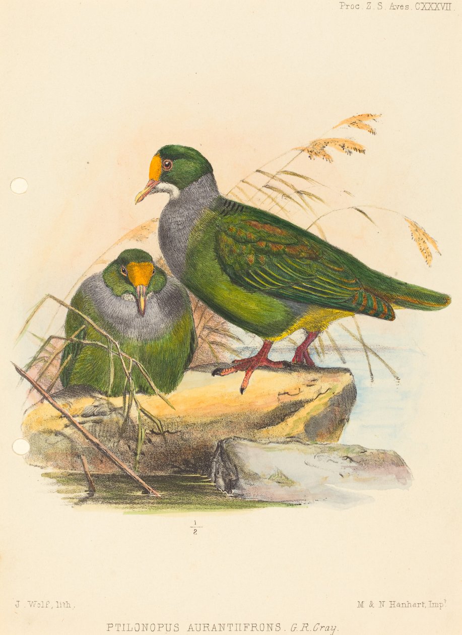 Zwei Vögel (Ptilonopus Auranthfrons) von Joseph Wolf