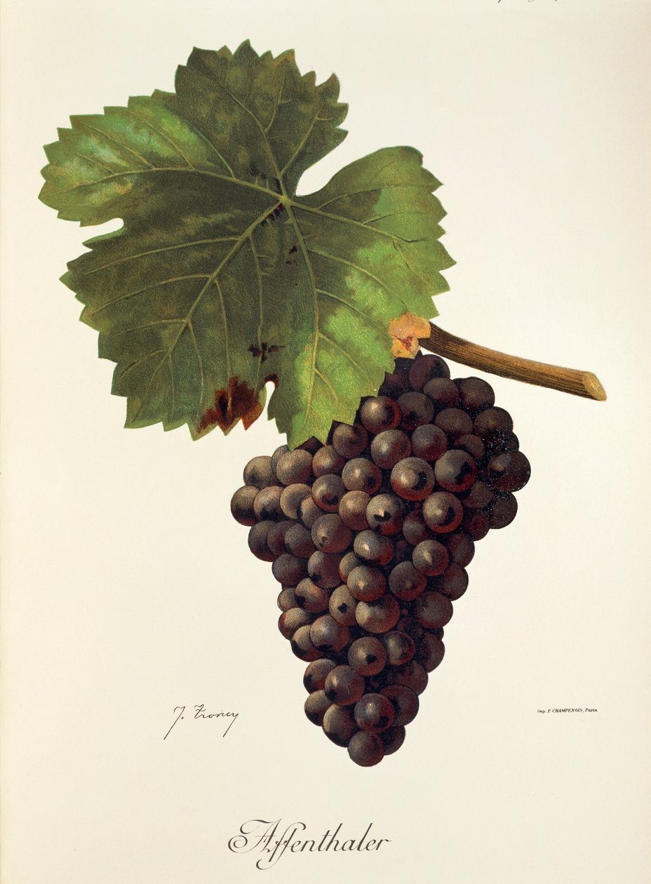 Affenthaler Traube von J. Troncy von Jules Troncy
