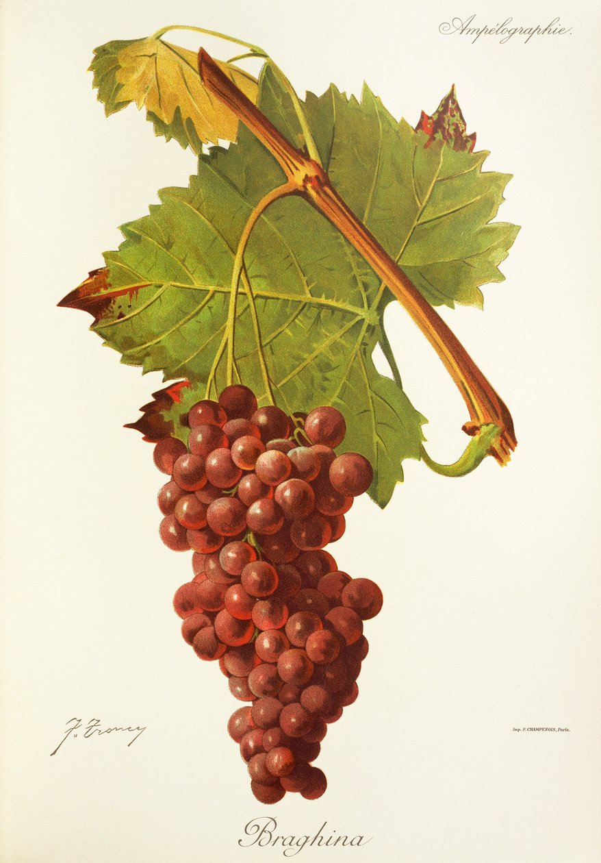 Braghina-Traube von Jules Troncy