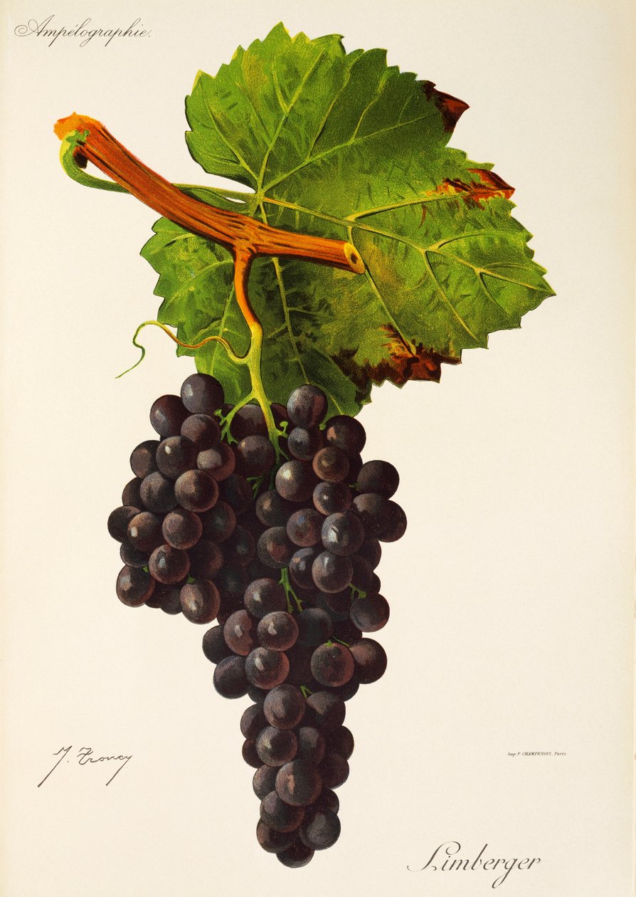 Limberger-Traube von Jules Troncy