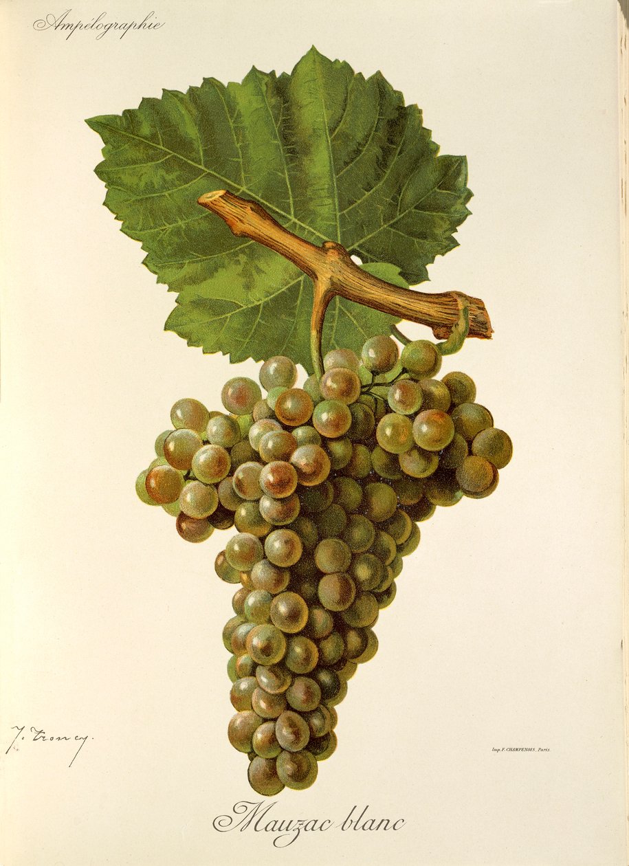 Mauzac Blanc-Traube von Jules Troncy