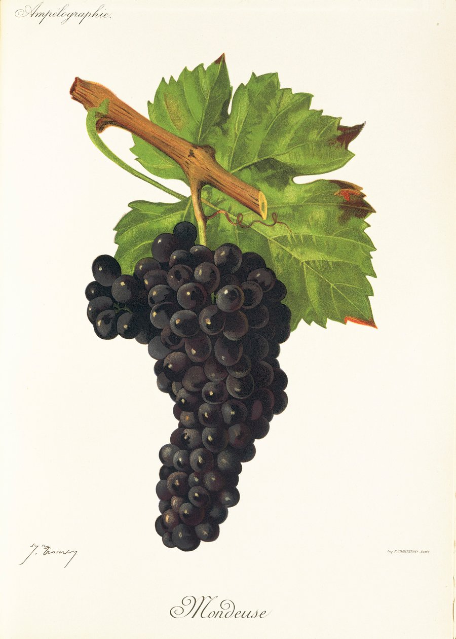 Mondeuse-Traube von Jules Troncy