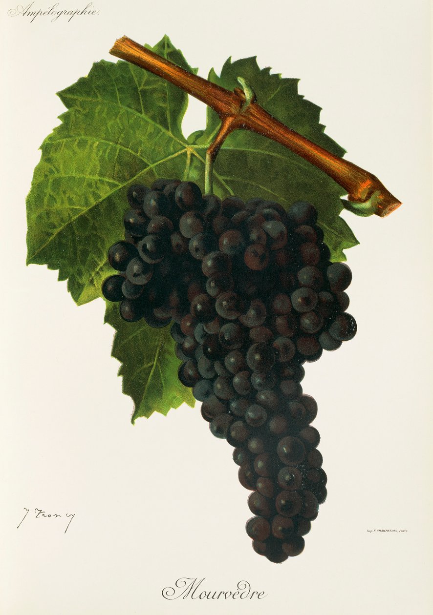 Mourvedre-Traube von Jules Troncy