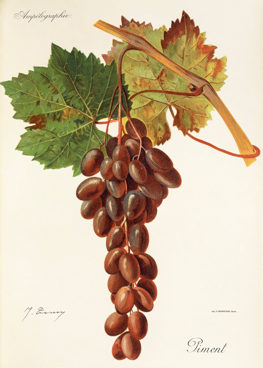 Piment Traube von Jules Troncy