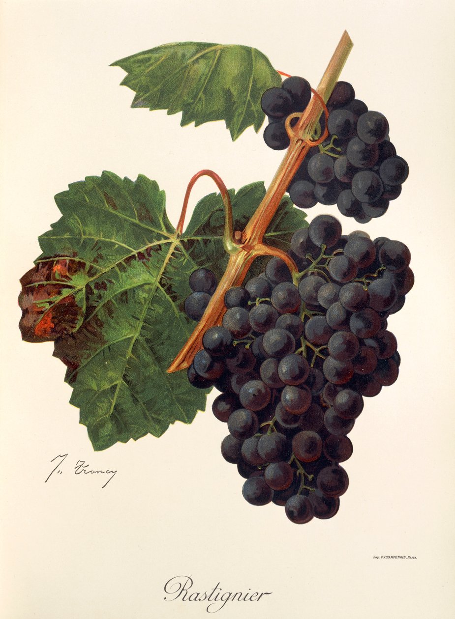 Rastignier Traube von Jules Troncy