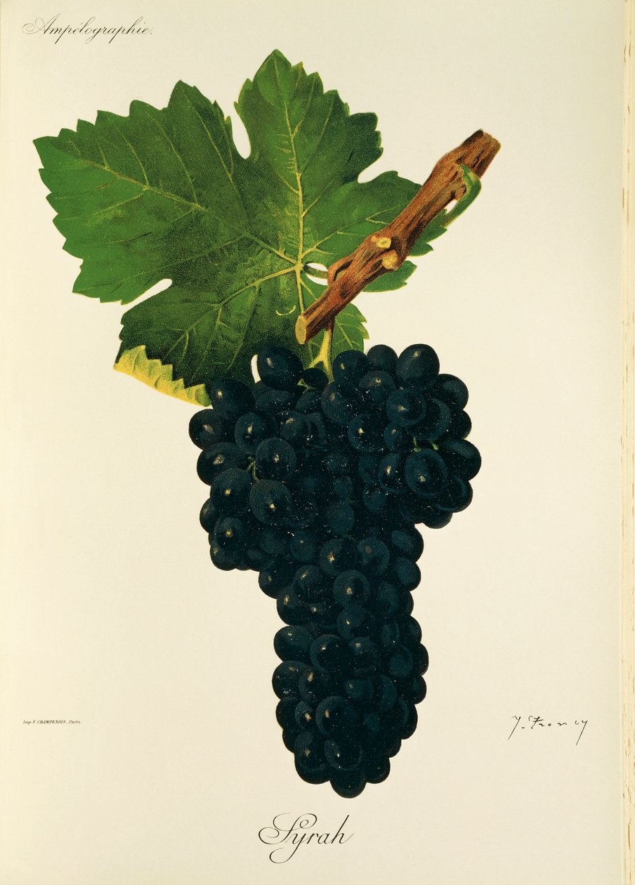 Syrah-Traube von Jules Troncy