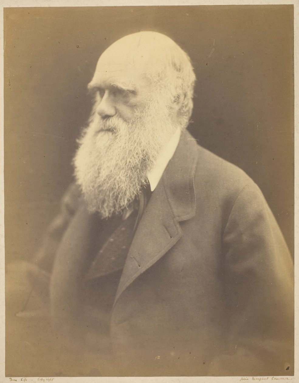 Charles Darwin von Julia Margaret Cameron