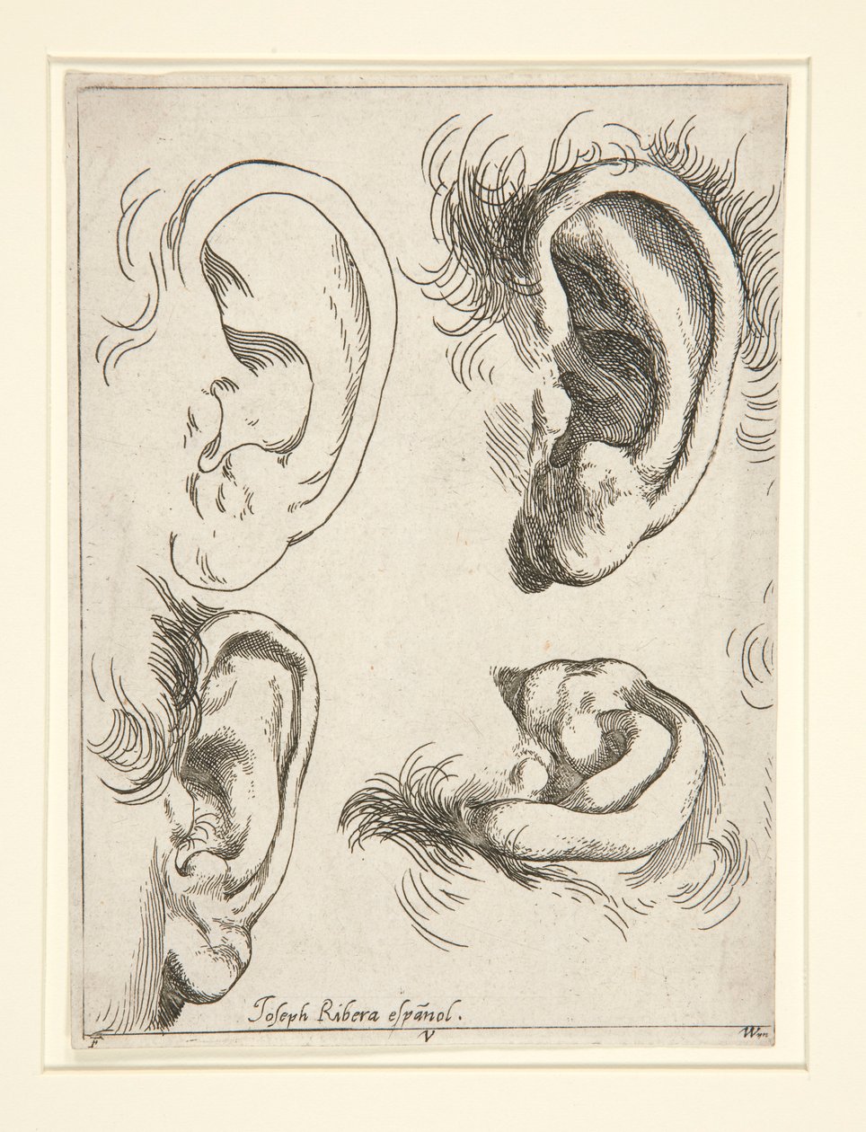 Studien von vier Ohren von Jusepe de Ribera