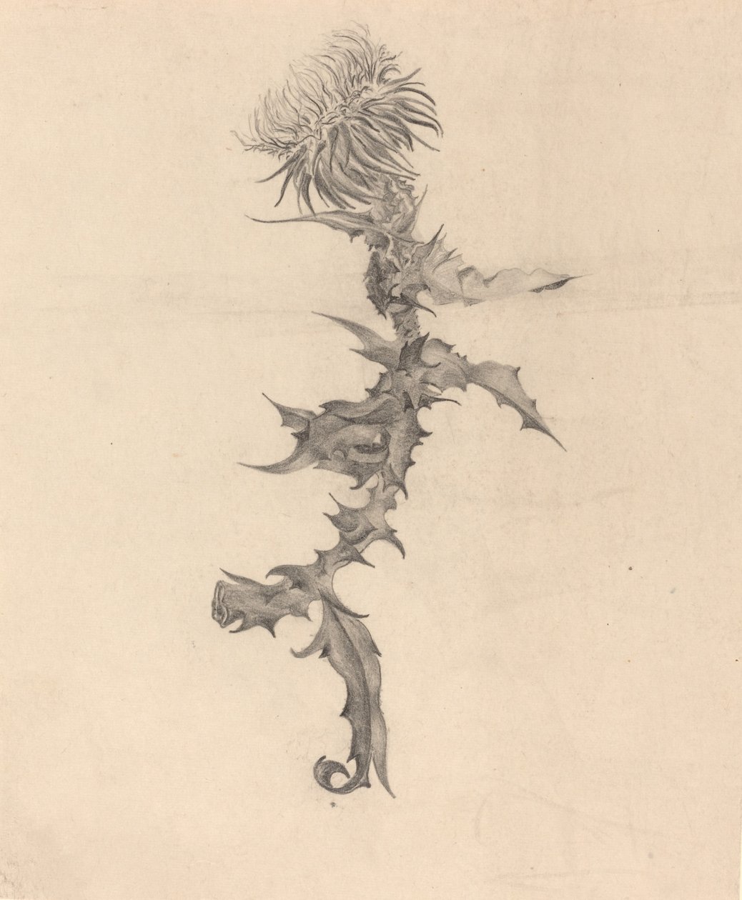 Distel von Karel Vitezslav Masek