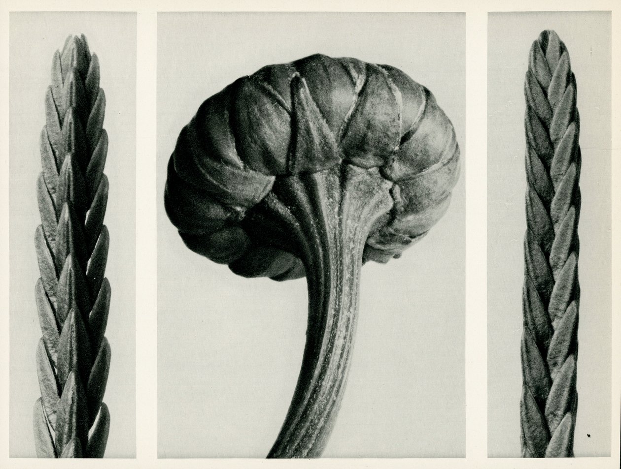 Cassiope Tetragona, 1929 von Karl Blossfeldt
