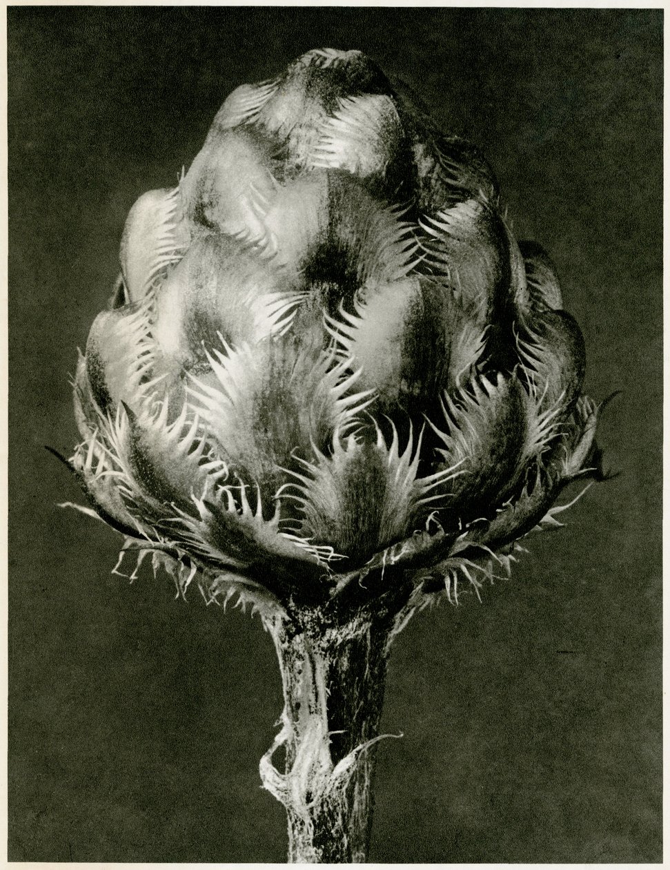 Centaurea Grecesina, 1929 von Karl Blossfeldt