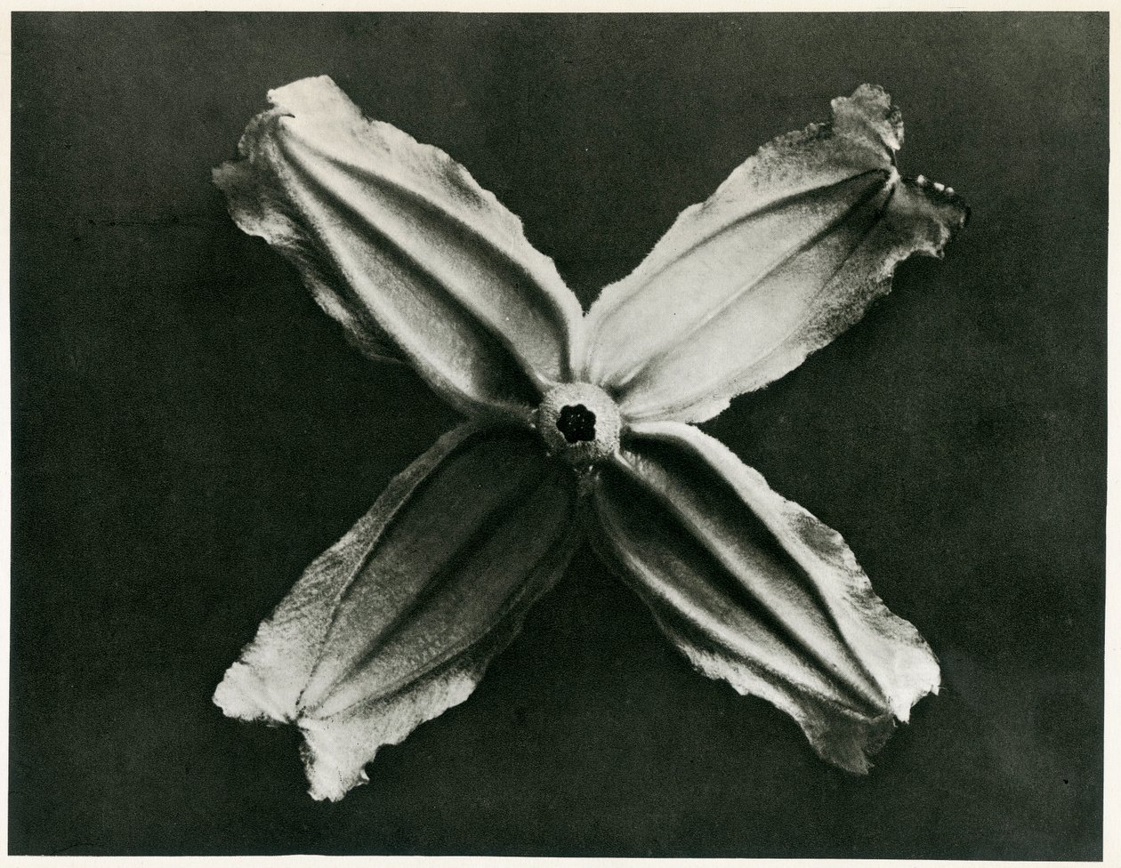Clematis Integrifolia, 1929 von Karl Blossfeldt