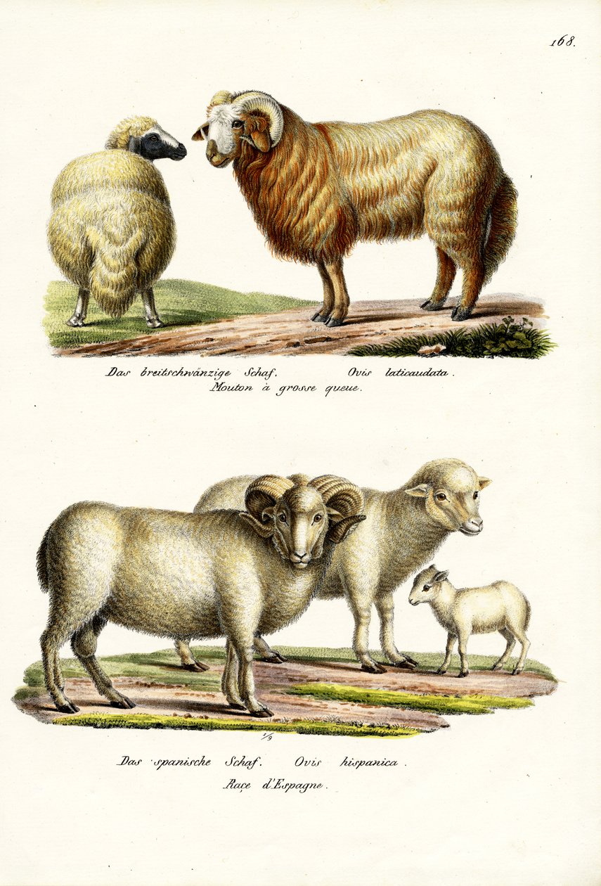 Fettschwanzschaf, 1824 von Karl Joseph Brodtmann