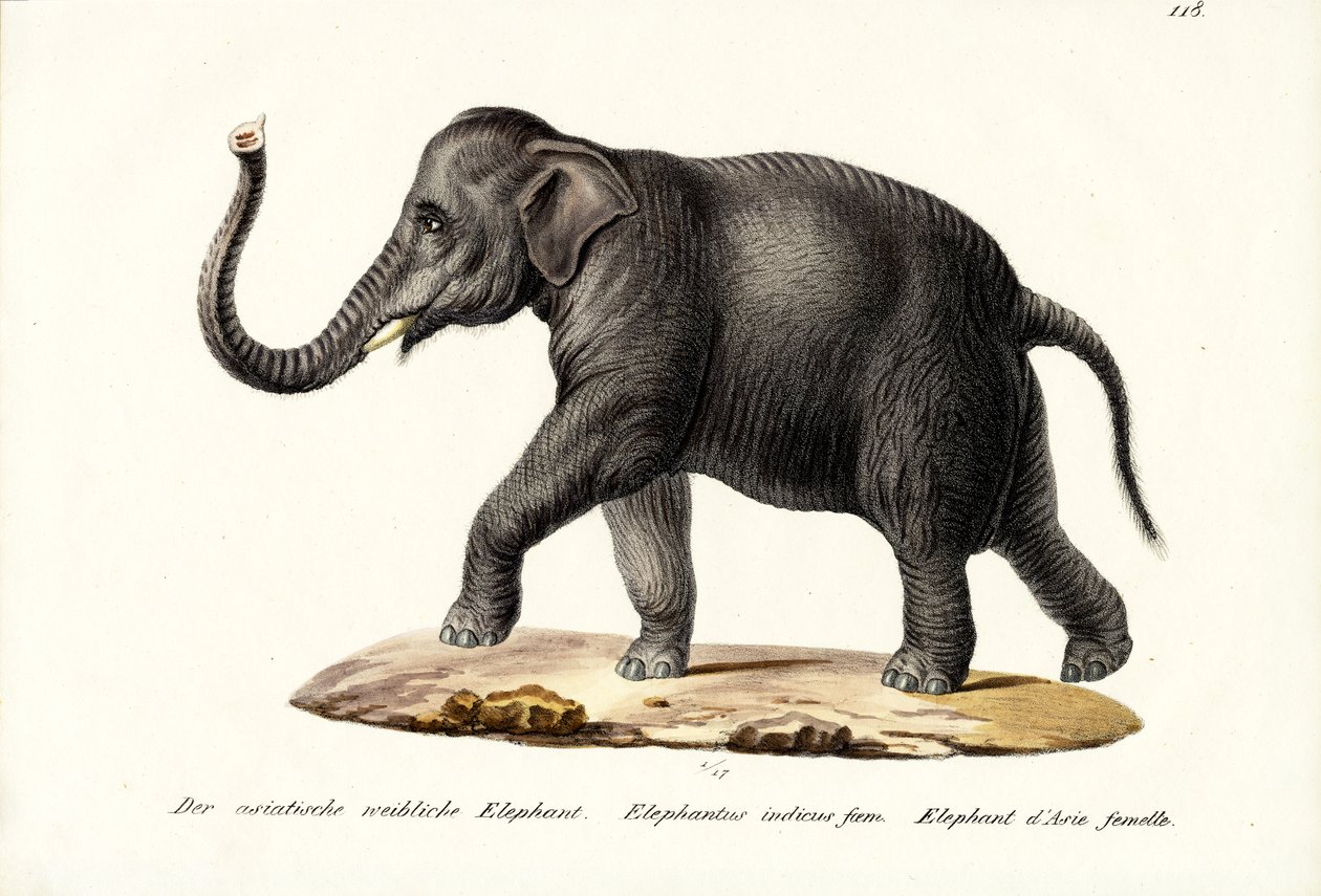 Indischer Elefant, 1824 von Karl Joseph Brodtmann