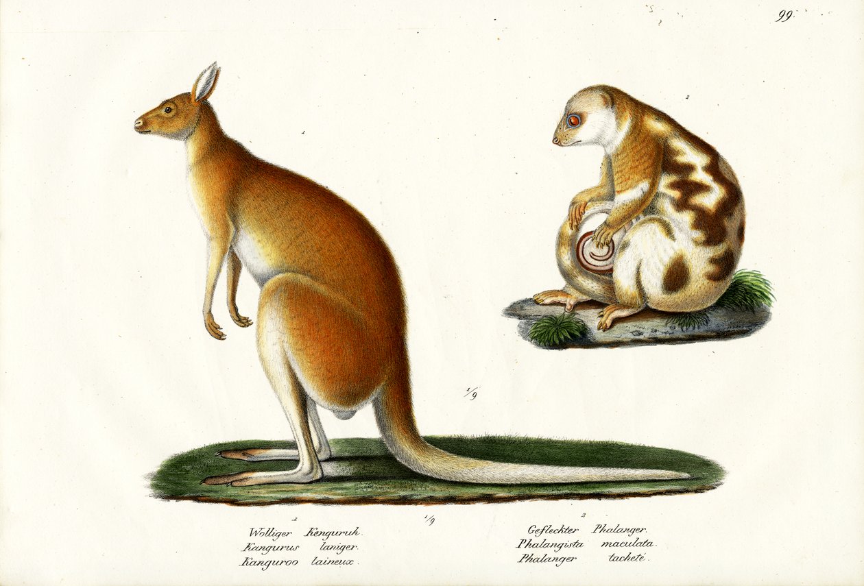 Känguru, 1824 von Karl Joseph Brodtmann