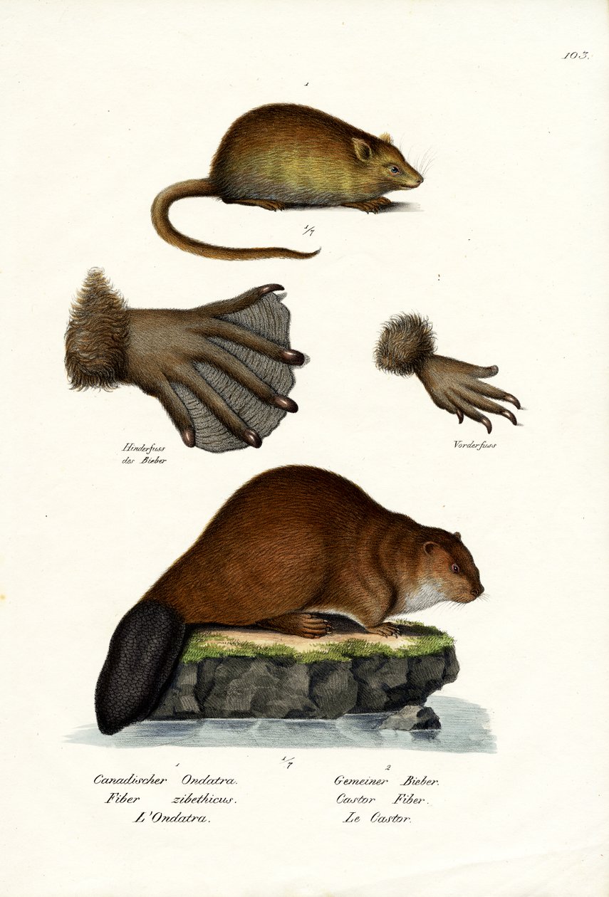 Bisamratte, 1824 von Karl Joseph Brodtmann