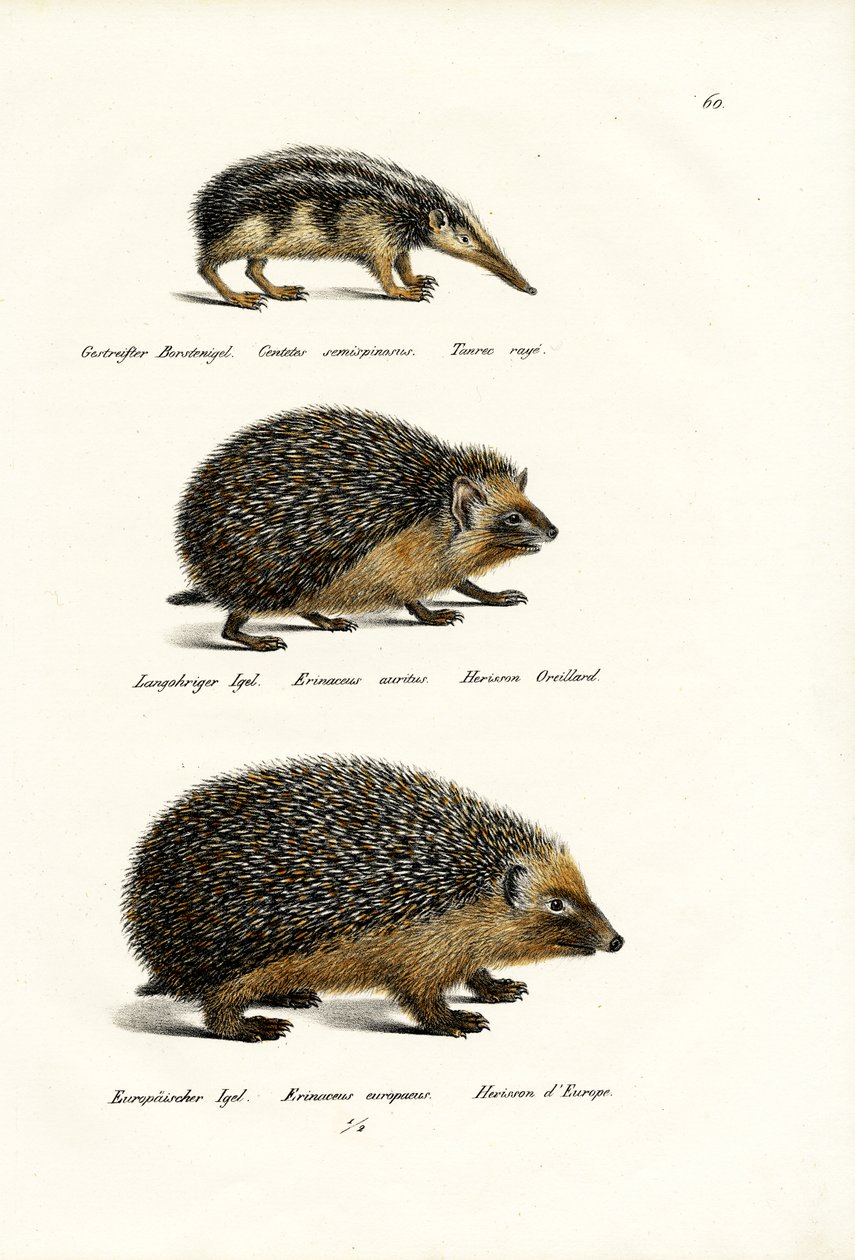 Schwanzloser Tenrek, 1824 von Karl Joseph Brodtmann
