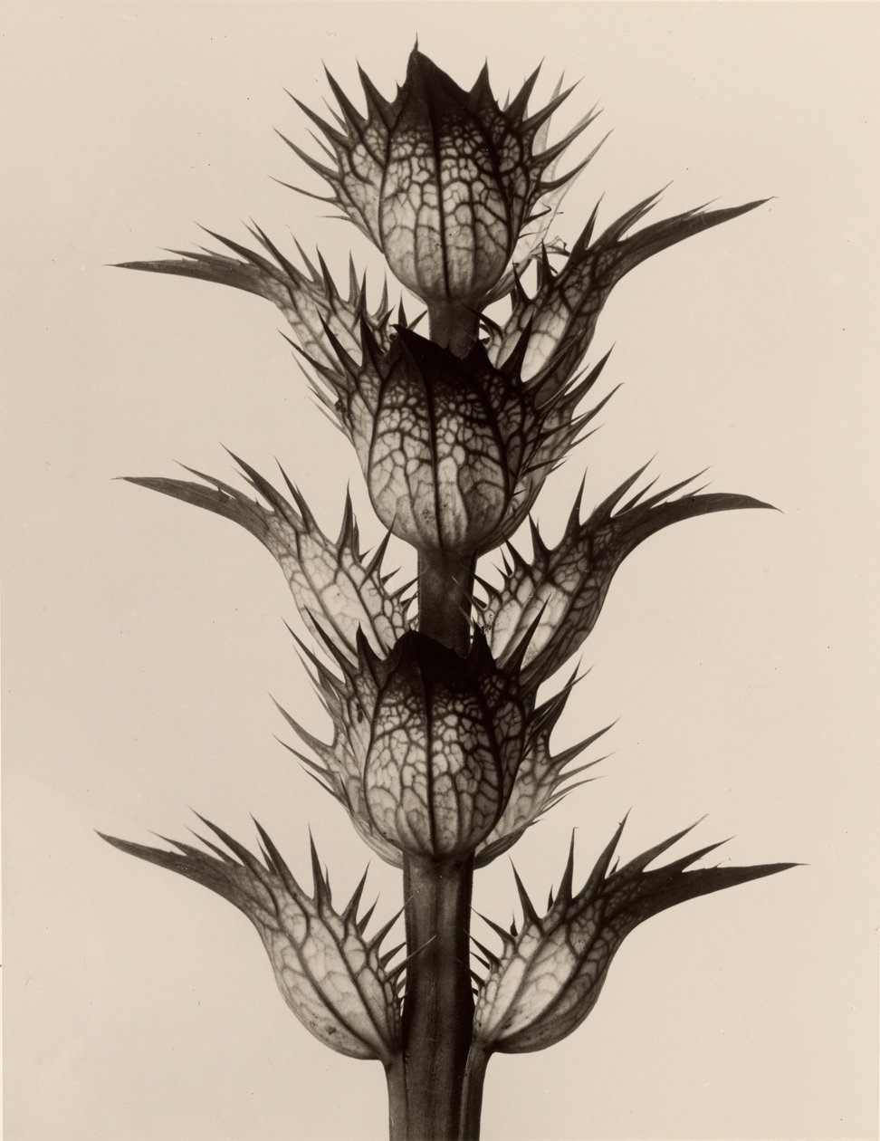 Acanthus mollis von Karl Blossfeldt