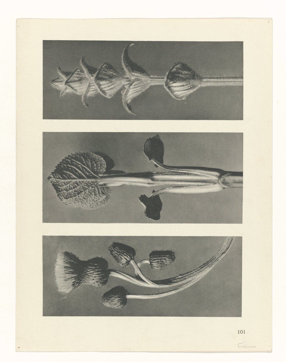 Pflanzenstudie (Urformen der Kunst) von Karl Blossfeldt