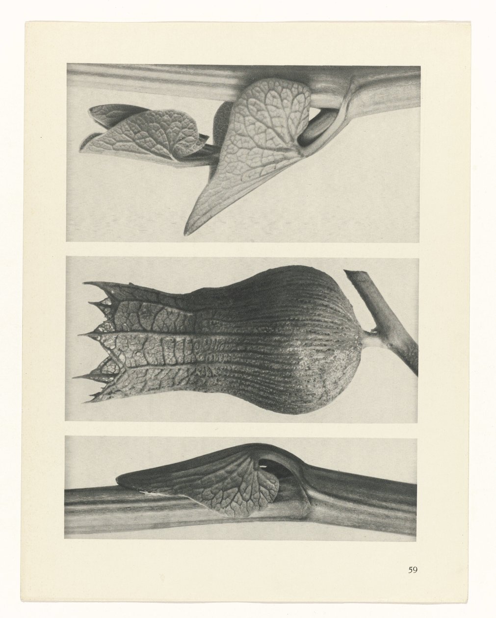 Pflanzenstudie (Urformen der Kunst) von Karl Blossfeldt