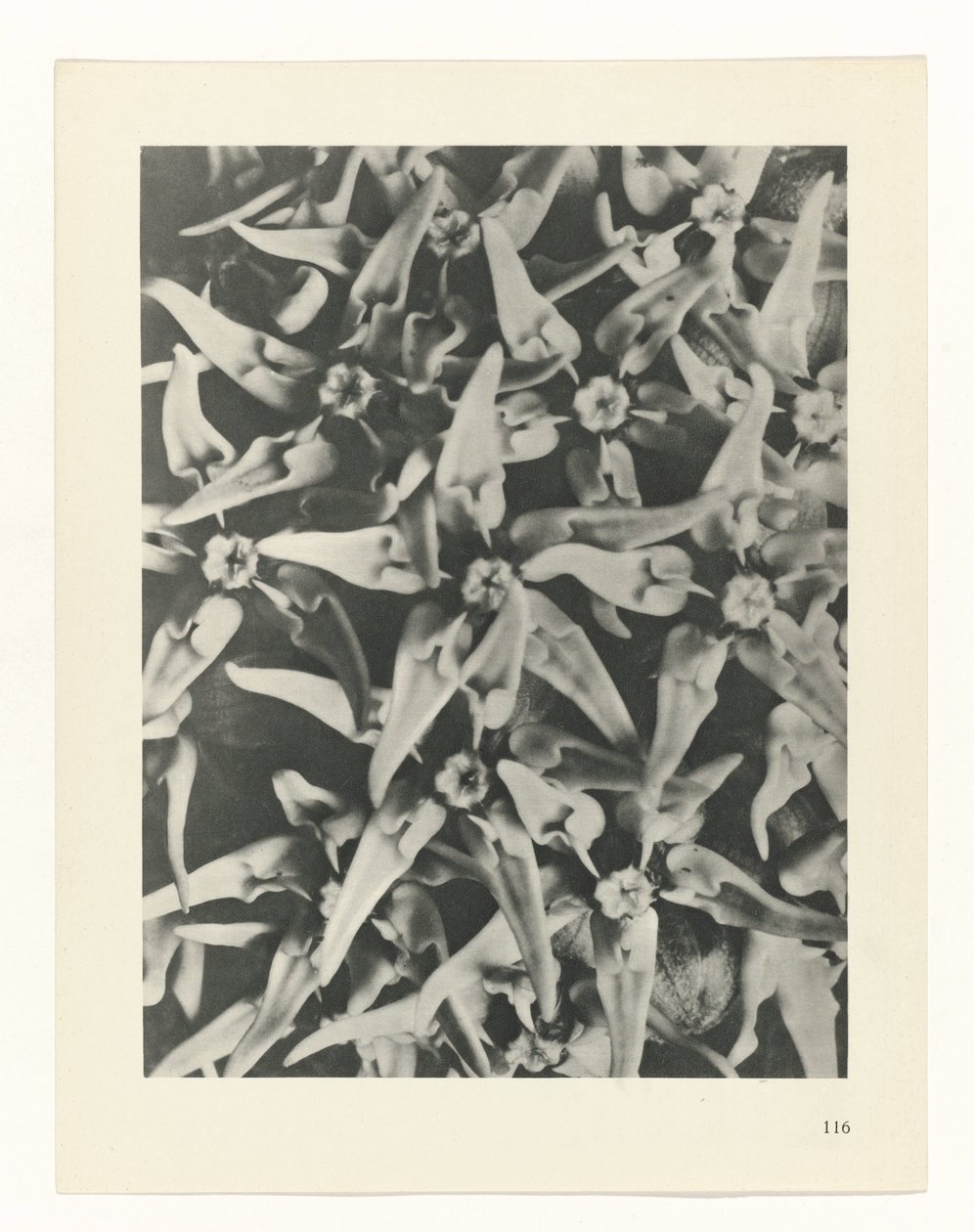 Pflanzenstudie (Urformen der Kunst) von Karl Blossfeldt