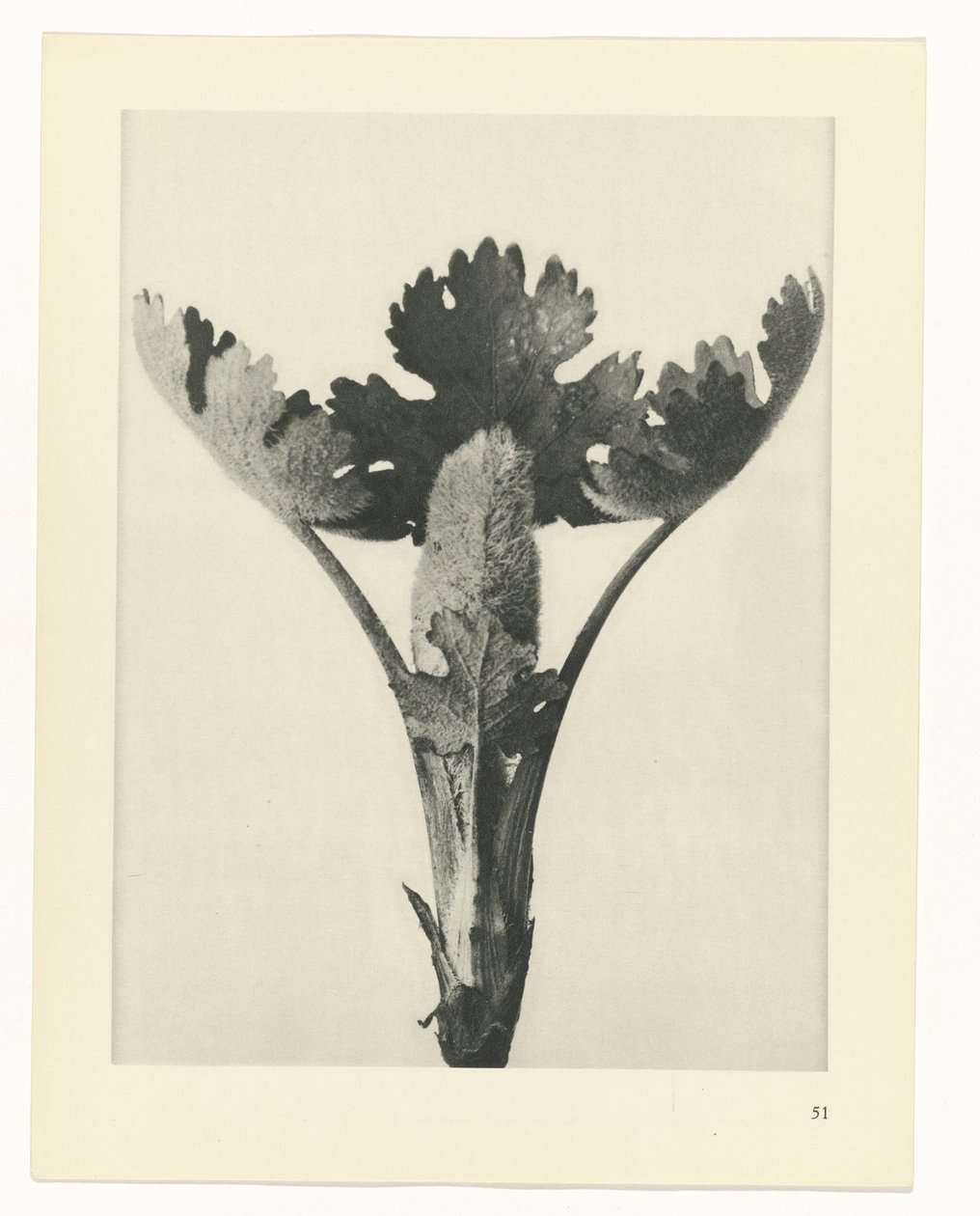 Pflanzenstudie (Urformen der Kunst) von Karl Blossfeldt