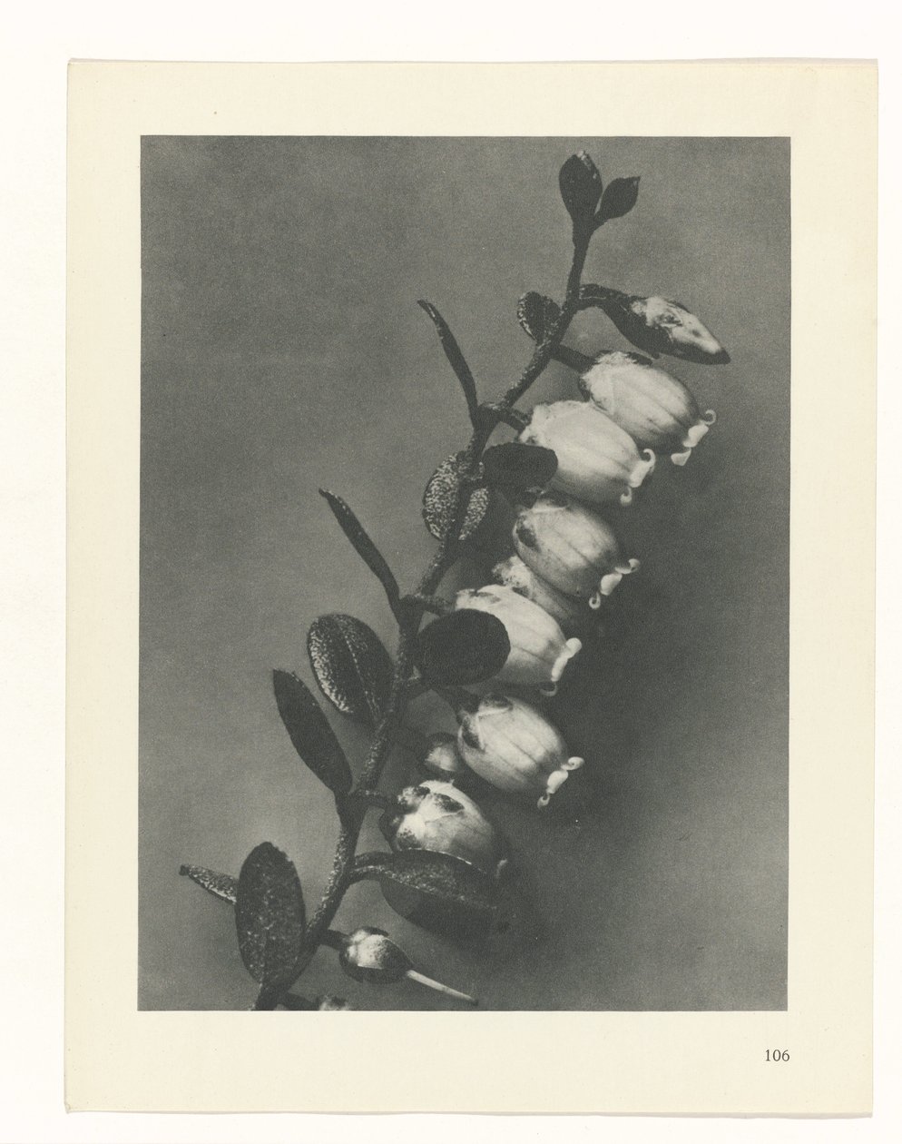 Pflanzenstudie (Urformen der Kunst) von Karl Blossfeldt