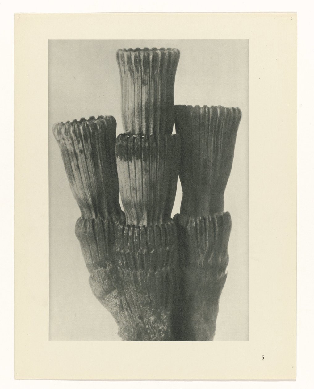 Pflanzenstudie (Urformen der Kunst) von Karl Blossfeldt
