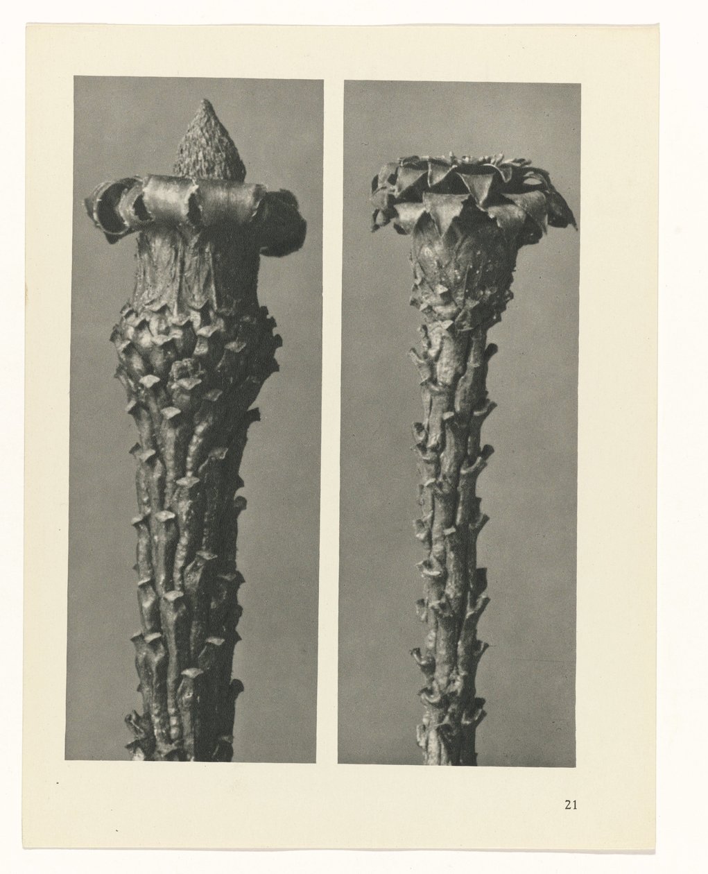 Pflanzenstudie Urformen der Kunst (Serientitel) von Karl Blossfeldt