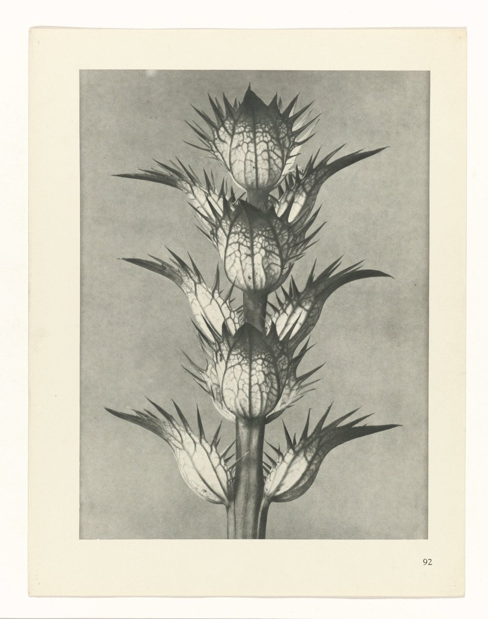 Pflanzenstudie Urformen der Kunst (Serientitel) von Karl Blossfeldt