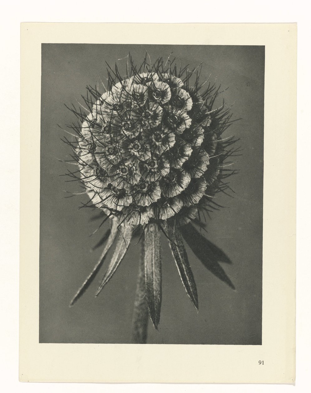 Pflanzenstudie Urformen der Kunst (Serientitel) von Karl Blossfeldt