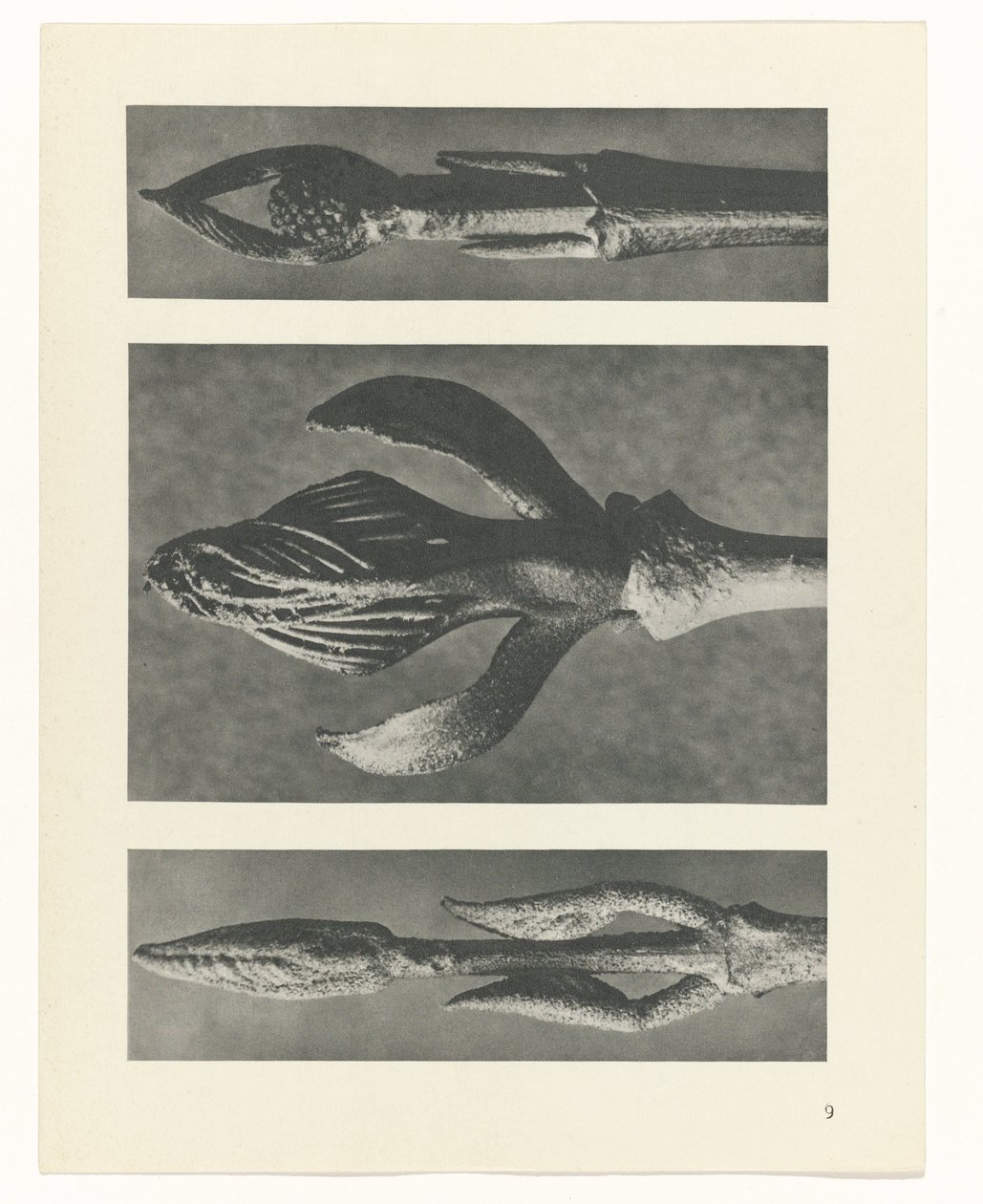 Pflanzenstudie Urformen der Kunst (Serientitel) von Karl Blossfeldt