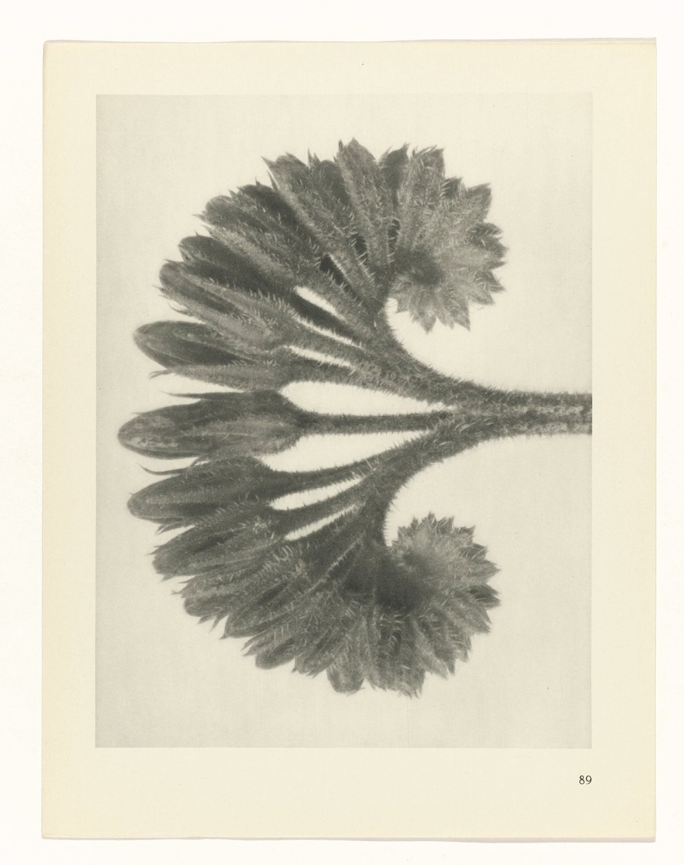 Pflanzenstudie Urformen der Kunst (Serientitel) von Karl Blossfeldt
