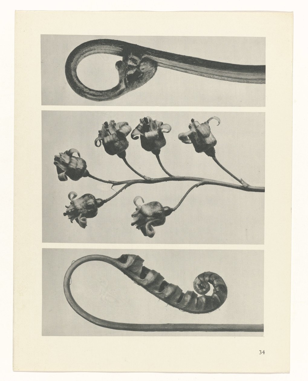 Pflanzenstudie Urformen der Kunst (Serientitel) von Karl Blossfeldt