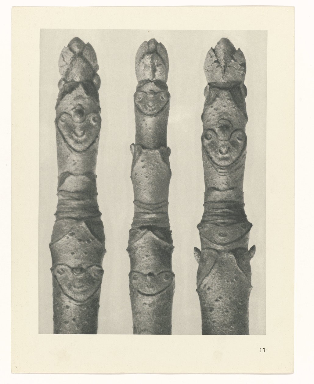 Pflanzenstudie Urformen der Kunst (Serientitel) von Karl Blossfeldt