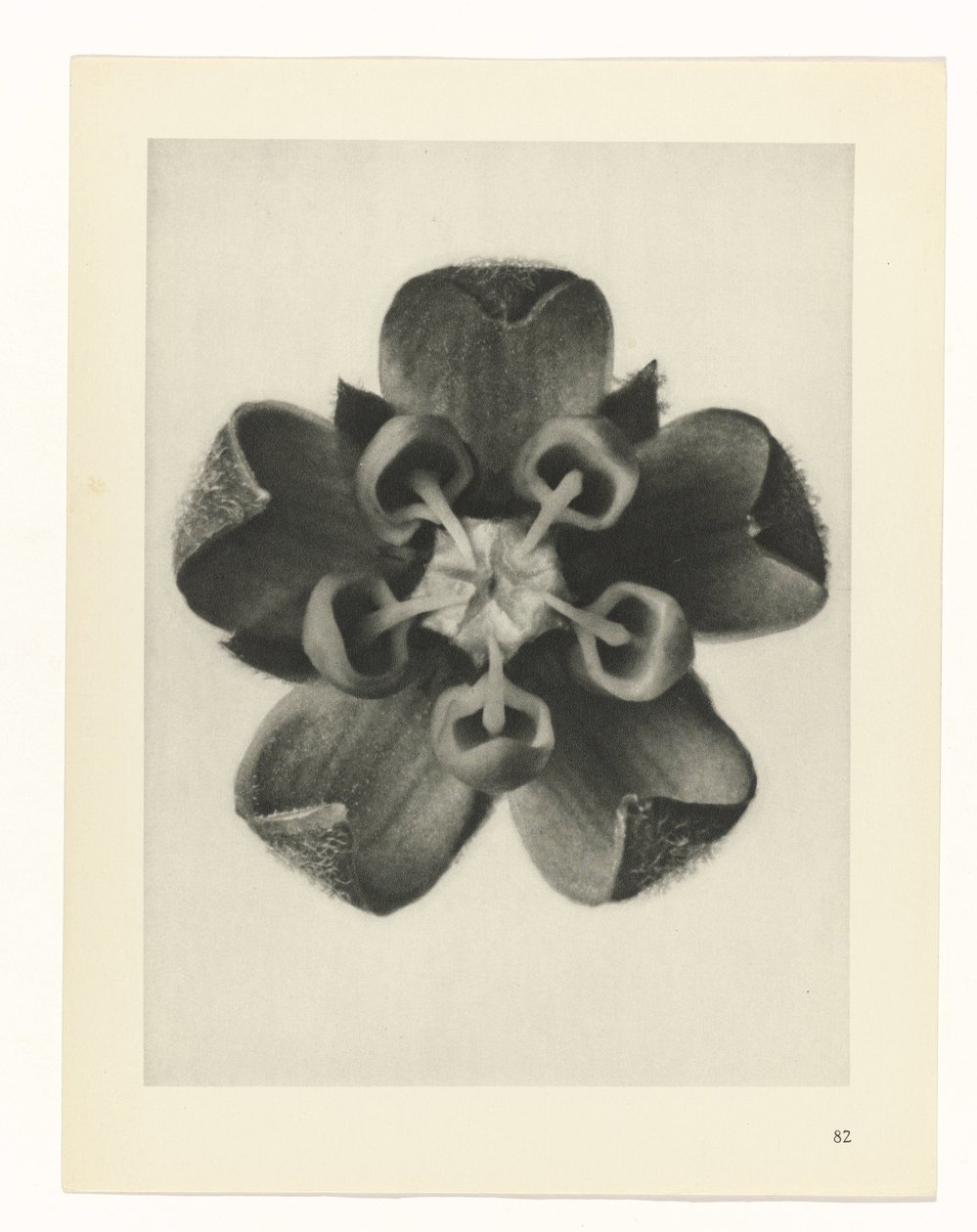 Pflanzenstudie Urformen der Kunst (Serientitel) von Karl Blossfeldt