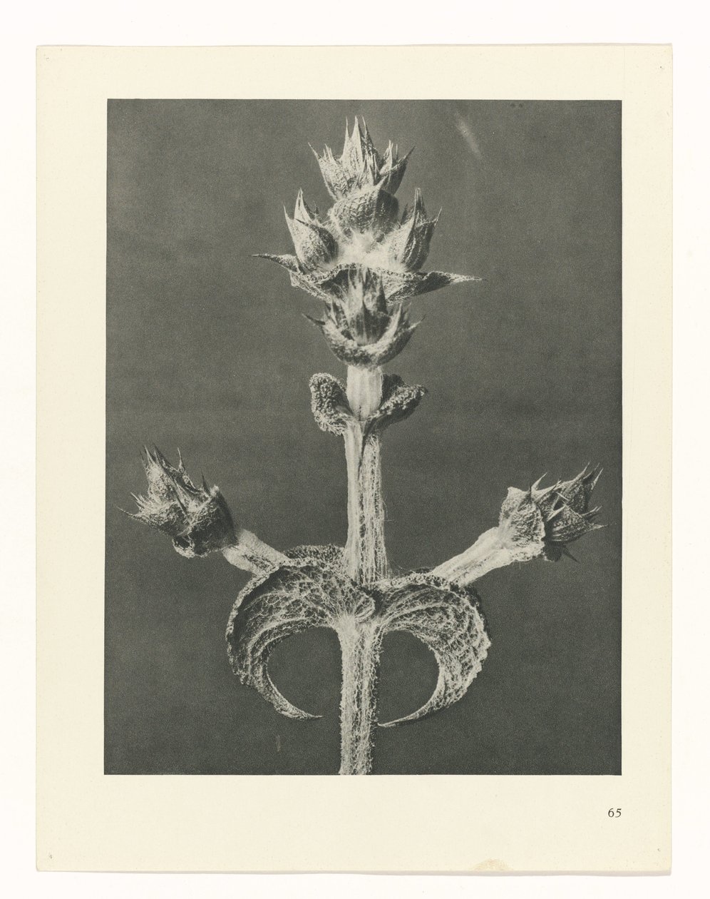 Pflanzenstudie (Urformen der Kunst) von Karl Blossfeldt