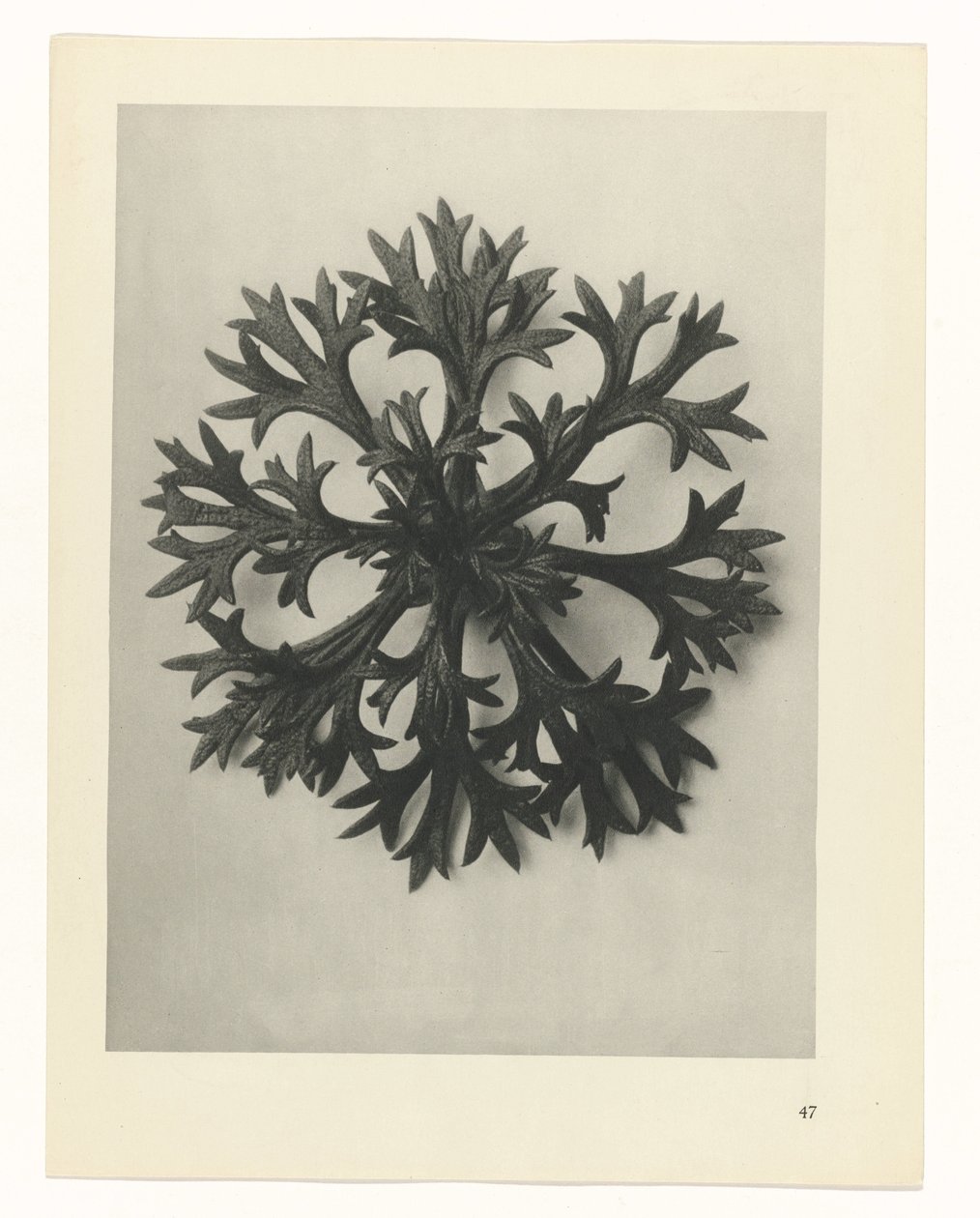 Pflanzenstudie (Urformen der Kunst) von Karl Blossfeldt