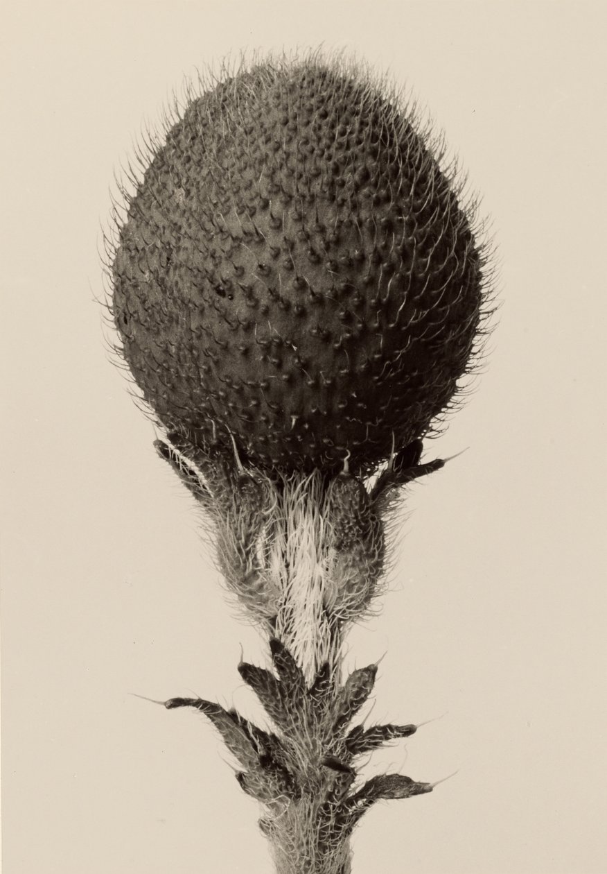 [Dornige Knollenpflanze] von Karl Blossfeldt
